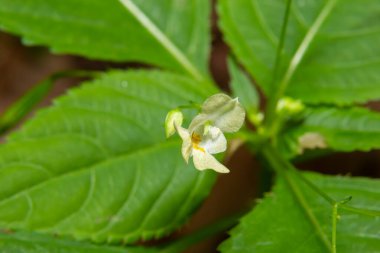 Küçük balsam ya da küçük çiçekli dokunuş- değil Impatiens parviflora sarı çiçeği.