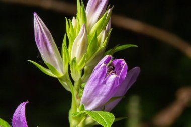 Campanula soluk borusu koyu arkaplanda çiçek açar. Yaz Ormanı.