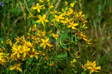 Hypericum flowers Hypericum perforatum or St Johns wort on the meadow , selective focus on some flowers.