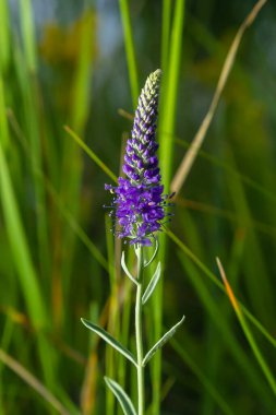 Flowers Veronica spiky is a perennial herbaceous plant, a species of the genus Veronica, the Plantain family.