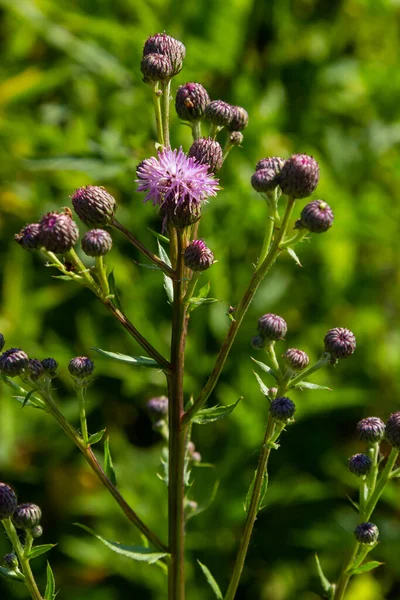 Purple Flowers Cornflower Centaurea Jacea Summer Meadow — Foto Stock