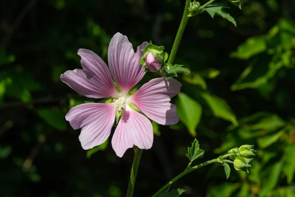 Kwiat Malwy Ogrodowej Kroplami Rosy Płatkach Lavatera Thuringiaca — Zdjęcie stockowe