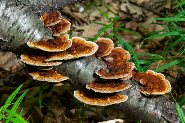 Anise mazegill, a brown rot fungus, Gloeophyllum odoratum.