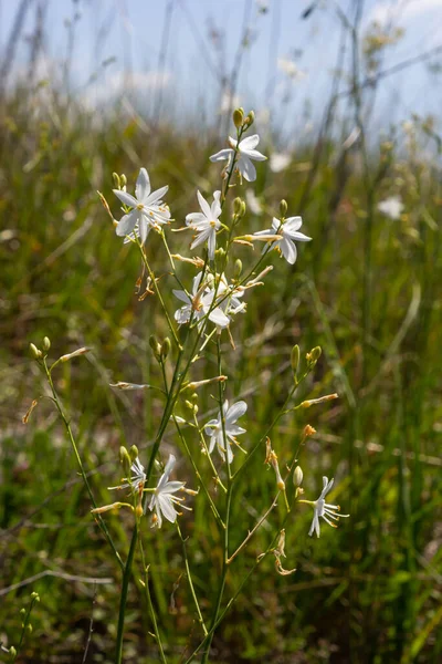 Fragile White Yellow Flowers Anthericum Ramosum Star Shaped Growing Meadow — Stock Photo, Image