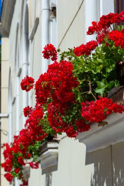 Sokak tarafındaki pencere pervazlarını süslemek. Çiçek saksılarında kırmızı sardunya. Çiçekli kırmızı Pelargonium hortumu.