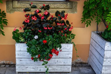 Sokak tarafındaki pencere pervazlarını süslemek. Çiçek saksılarında kırmızı sardunya. Çiçekli kırmızı Pelargonium hortumu.