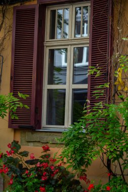 Antik tarihi bina cephe. Windows çiçekli. Lviv, Ukrayna. Avrupa seyahat fotoğraf.