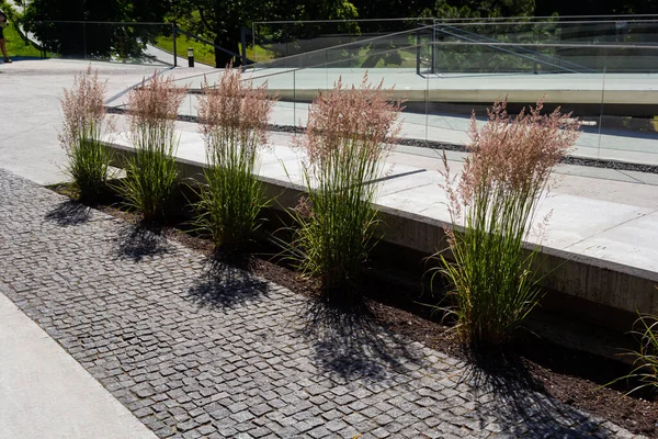 stock image flower beds with ornamental grasses are attractive from autumn to winter and thanks to dry flowers and leaves. plants create a striking contrast.