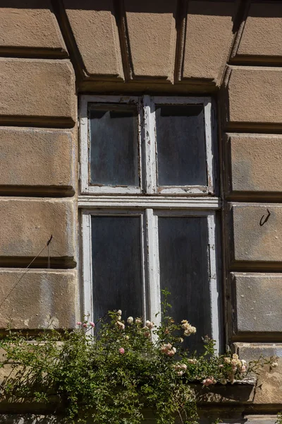 Stock image Facade of antique historical building. Windows with flowers. Lviv, Ukraine. European travel photo.