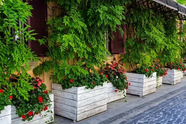 Decorating Window Sills Street Side Red Geranium Flowerpots Blooming Red — стоковое фото