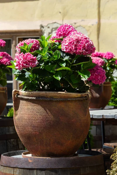 Pots Fleurs Terre Cuite Avec Composition Automnale Avec Chrysanthèmes Bruyère — Photo