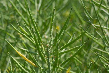 Rapeseed field before harvesting. Brassica napus, oilseed rape.