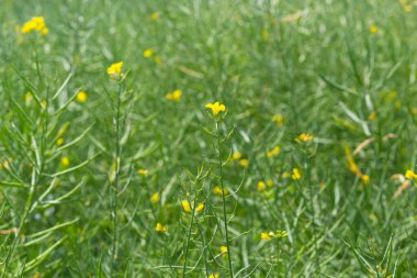 Rapeseed field before harvesting. Brassica napus, oilseed rape.