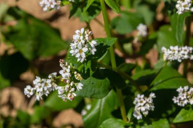 Field of buckwheat and close up of buckwheat plant. Buckwheat agriculture.