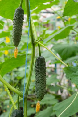 Sarı çiçekli salatalık. Yaprakların arka planında taze salatalık yakın plan makrosu.