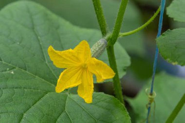 Genç taze organik sebzelerin açtığı yumurtalıklar, tarlada salatalık yetiştirmek. İlkbahar tarım geçmişi.