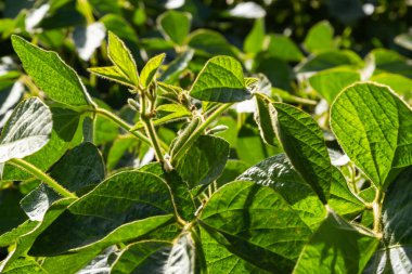 Yazın ortasında bir tarlada soya fasulyesi yetiştirirken..