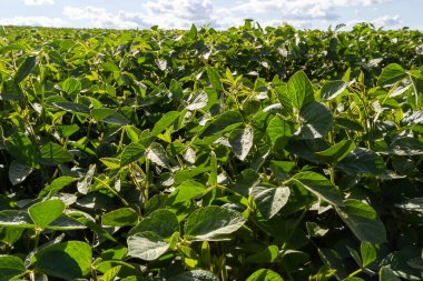 Soya fasulyesi tarlasında soya tohumları, mavi gökyüzü arka planında, yakın plan. Soya bitkisi. Soya kapsülleri. Soya tarlası.