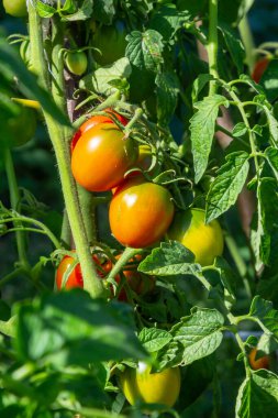 Bir serada yetiştirilen güzel kırmızı olgunlaşmış domatesler. Bahçe domates fotoğraf kopya alanı ile. Sığ derinlik-in tarla.