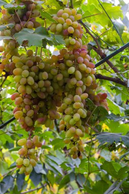 Ripe grapes grow on bushes. Bunch of grapes before harvest.