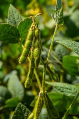 Yazın ortasında bir tarlada soya fasulyesi yetiştirirken..