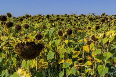 A ripe sunflower field. a raw material for the production of healthy oil.