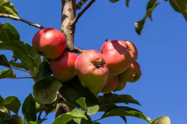 Organik elmalar. Kimyasal spreylemeden meyve. Meyve bahçesi.