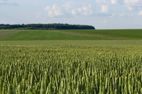 Early Summer Wheat Crop Blowing Breeze Traditional Green Wheat Crops — Stock Photo, Image