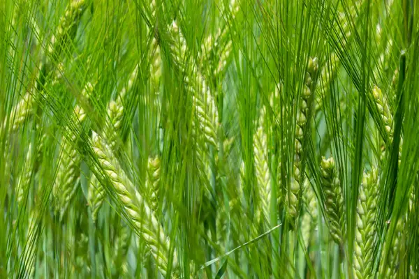 Νωρίς Καλοκαίρι Καλλιέργεια Σιταριού Φυσάει Στο Αεράκι Παραδοσιακές Καλλιέργειες Πράσινου — Φωτογραφία Αρχείου