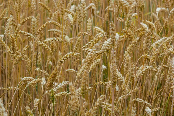 Grains Field Redy Harvest Golden Wheat Sun Fields Full Cereals — Stock fotografie