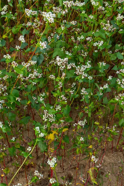 Blooming buckwheat Fagopyrum esculentum field in the rays of the summer sun, close-up.