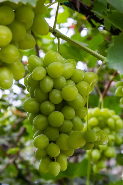 Ripe Grapes Grow Bushes Bunch Grapes Harvest — Stock Photo, Image