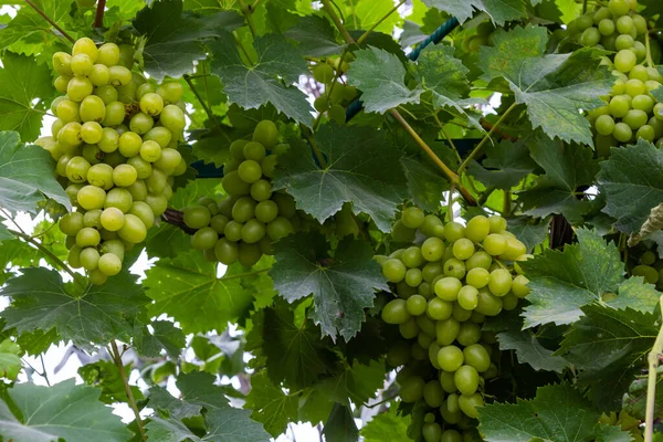 Sappige Smakelijke Grote Trossen Rijpe Druiven Aanplant Struiken — Stockfoto