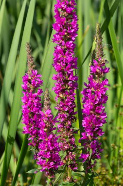 Lythrum salicaria, Lythrum familyasından bir bitki türü..