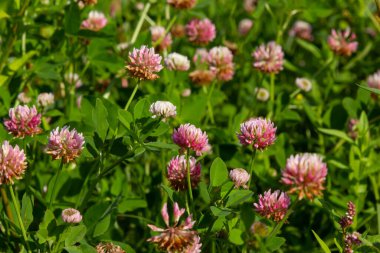 Alsike yoncası trifolium hibridumuyla dolu güzel, beyaz, pembe ve yeşil çayır manzarası. Yazın soluk pembe ve beyaz çiçekler..