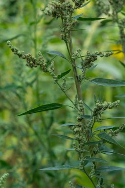 Chenopodium albümü, Lobodaceae ailesinin grimsi toz bitkileriyle kaplı, her yıl üretilen gri-yeşil otların bir türüdür..