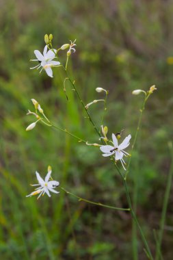 Anthericum ramosum, known as branched St Bernard's-lily, white flower, herbaceous perennial plant, blurred dark green background, selective focus.