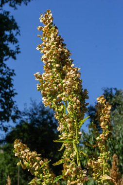 Rumex Crispus bitkisi. Rıhtım çiçeği sivri, güneşte kırmızı. Doğa ot makrosu.
