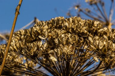 Heracleum Sosnowskyi mavi gökyüzü arka planında. Heracleum Sosnowskyi 'nin her yerinde yoğun zehirli alerjik furanomarin bulunur..