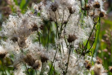 Cirsium arvense, devedikeni (devedikeni) familyasından bir bitki türü. Tohumlu sonbahar bitkileri. İlaç bitkileri.