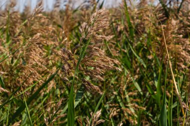 Phragmites australis, otçul familyasından, uzun sürünen bir rhizomu olan mavi-yeşil otçul bitkidir..