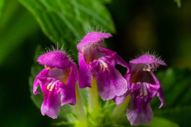 Benekli, ölü lamium maculatum pembe çiçekleri. Bahçedeki şifalı bitkiler.