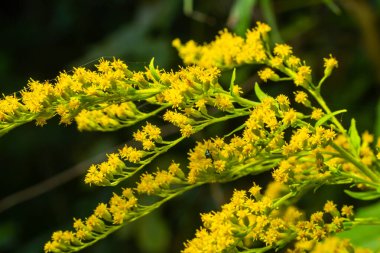 Ağustos ayında sarı Solidago çiçekleri. Solidago canadensis, Asteraceae familyasından uzun ömürlü bir bitki türü..