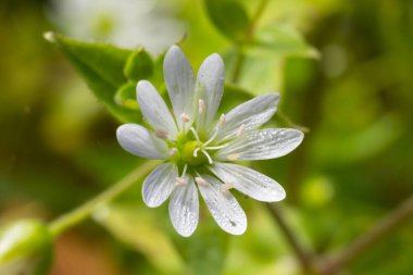 Myosoton aquaticum, plant with small white flower known as water chickweed or giant chickweed on green blurred background.