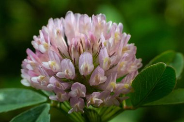 Trifolium pratense, kırmızı yonca. Yazın çayırdaki değerli çiçekleri toplayın. Şifalı ve bal taşıyan bitki, yem ve halk tıbbında tıbbi olarak yontulmuş yabani otlar..