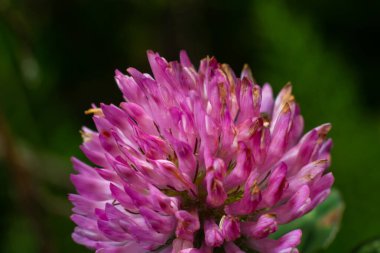 Trifolium pratense, kırmızı yonca. Yazın çayırdaki değerli çiçekleri toplayın. Şifalı ve bal taşıyan bitki, yem ve halk tıbbında tıbbi olarak yontulmuş yabani otlar..