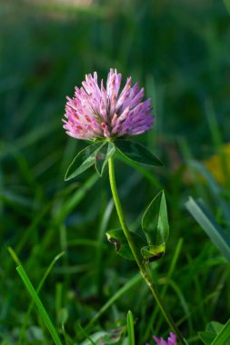 Clover Trifolium pratense ya da trefolil çiçek bitkisinin makro çekimi ilkbahar ya da yaz mevsiminde güneş ışığı altında bulanık doğa arkaplanı.