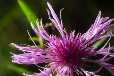 Centaurea jacea, üst manzara kahverengi knapweed menekşe çiçekleri çayır makro seçmeli odak.