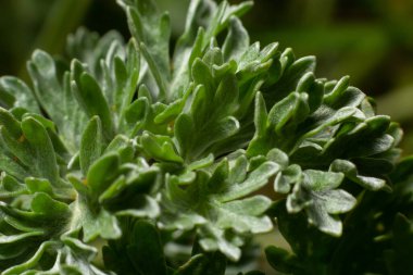 Wormwood yeşil gri yapraklı arka plan. Artemisia Absinthium Absinthium, Absinthe Wormwood Green Gri Bitkisi, Makro 'yu kapatın..