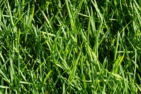 잔디에 잔디에요 고품질의 아름다운 — 스톡 사진
